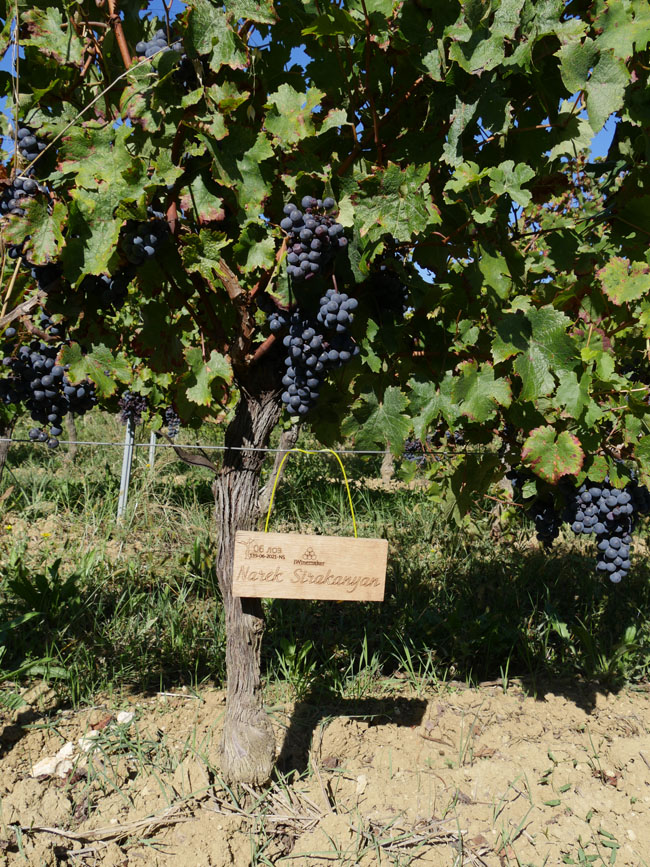 Виноградник на урожай